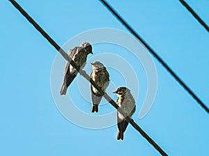 the Spotted Flycatcher (Muscicapa striata) birds