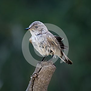 Spotted flycatcher (Muscicapa striata) on a branch