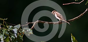 Spotted Flycatcher Muscicapa striata on branch