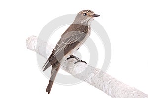 Spotted Flycatcher Muscicapa striata isolated on a white