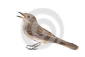 Spotted Flycatcher, Muscicapa striata, isolated on a white background
