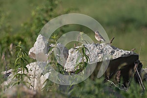 Spotted Flycatcher (Muscicapa striata) resting on a rock