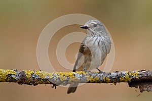 The spotted flycatcher (Muscicapa striata) seating on a branch