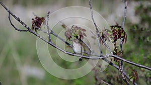 Spotted flycatcher, Muscicapa striata, single bird on branch