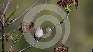 Spotted flycatcher, Muscicapa striata, single bird on branch, in the wild