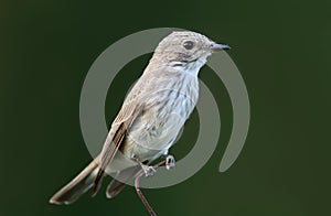 The spotted flycatcher Muscicapa striata sits on the fence close up