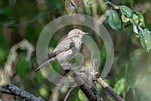 Spotted Flycatcher  Muscicapa striata sitting on the branch in the forest