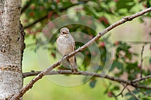 Spotted Flycatcher  Muscicapa striata sitting on the branch in the forest