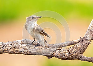 Spotted Flycatcher - Muscicapa striata about to fly.