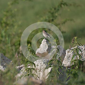 Spotted Flycatcher (Muscicapa striata) on top of a rock