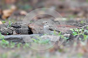 The spotted flycatcher Muscicapa striata in winter plumage