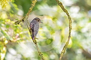 Spotted Flycatcher - Muscicapa striata, Worcestershire, England.