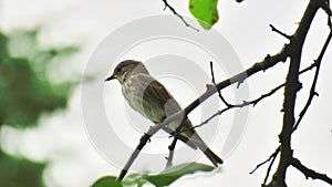 Spotted flycatcher papamoscas gris