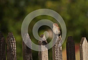 Spotted flycatcher sitting on the fence