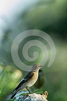 Spotted flycatcher sitting on wood trunk in forest with bokeh background and saturated colors, Hungary, songbird in nature