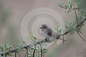 Spotted flycatcher standing on a tree branch