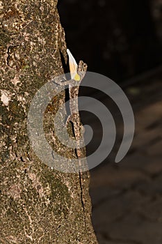 Spotted flying dragon or Orange-winged flying lizard with gular