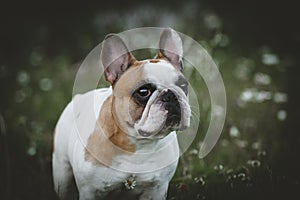 Spotted French bulldog sits in a meadow surrounded by white chamomile flowers