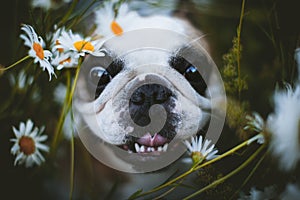 Spotted French bulldog sits in a meadow surrounded by white chamomile flowers