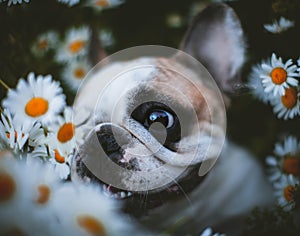 Spotted French bulldog sits in a meadow surrounded by white chamomile flowers