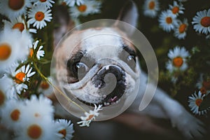 Spotted French bulldog sits in a meadow surrounded by white chamomile flowers