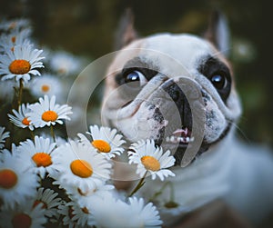 Spotted French bulldog sits in a meadow surrounded by white chamomile flowers