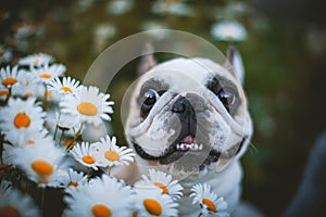 Spotted French bulldog sits in a meadow surrounded by white chamomile flowers