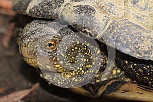 Spotted freshwater turtle close up