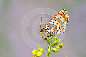 The Spotted Fritillary butterfly or Melitaea didyma