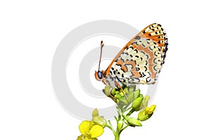 The Spotted Fritillary butterfly or Melitaea didyma isolated in white photo