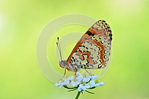 Melitaea gina butterfly on white flower in yellow green background , butterflies of Iran photo