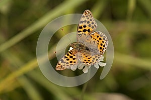 Spotted fritillary butterfly