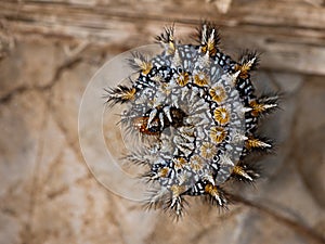 Spotted fritillary caterpillar - Melitaea didyma