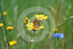 The spotted fritillary and corn marigold