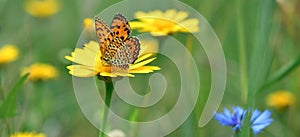 The spotted fritillary and corn marigold