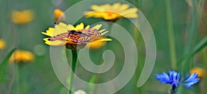 The spotted fritillary and corn marigold