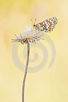 Spotted fritillary Melitaea didyma butterfly