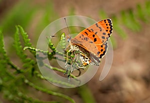 Spotted Fritillary - Melitaea didyma or meridionalis and occidentalis or red-band fritillary, is a butterfly of the family photo