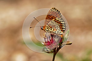 Spotted Fritillary - Melitaea didyma or meridionalis and occidentalis or red-band fritillary, is a butterfly of the family photo