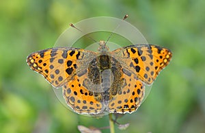The spotted fritillary or red-band fritillary Melitaea didyma