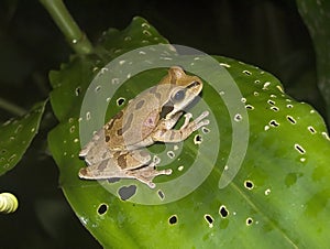 Spotted frog