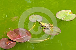 Spotted frog sits on a Lily leaf in green water