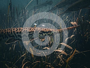 Spotted gar hover above the sea grass and sandy bottom of Rainbow River, Dunnellon, Florida