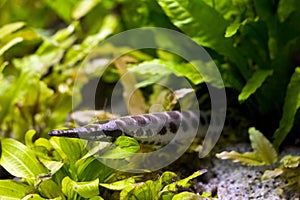 Spotted Gar (Lepisosteus Oculatus)