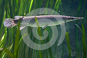 Spotted gar Lepisosteus oculatus.