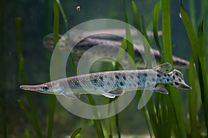 Spotted gar Lepisosteus oculatus.