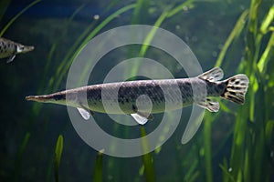 Spotted gar Lepisosteus oculatus.