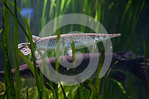 Spotted gar Lepisosteus oculatus.