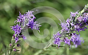 Spotted Gayfeather or Liatris Punctata photo