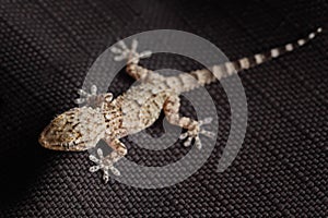 Spotted gecko reptile on black fabric